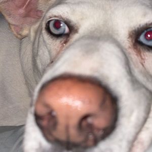 Meet your Posher, Kris